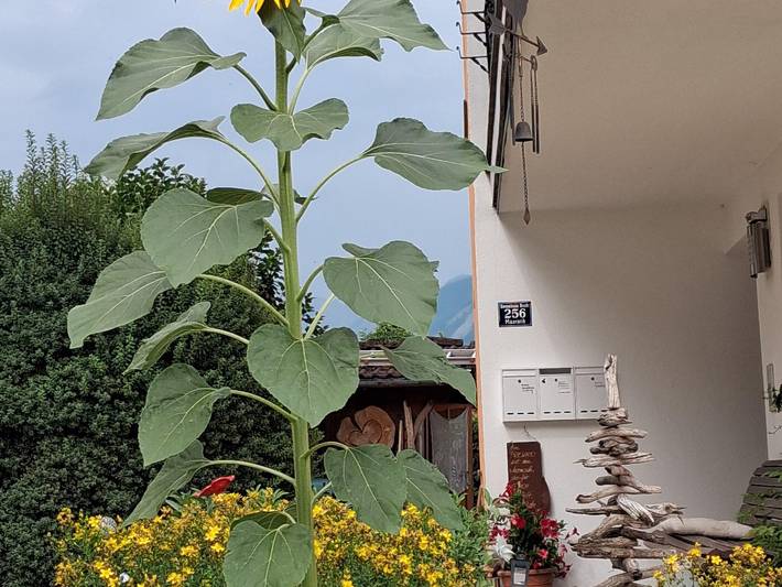 Ganze Ferienwohnung, Auszeit von A bis Z - Ferienwohnung Auszeit von A bis Z in Tuxer Alpen, Buch in Tirol