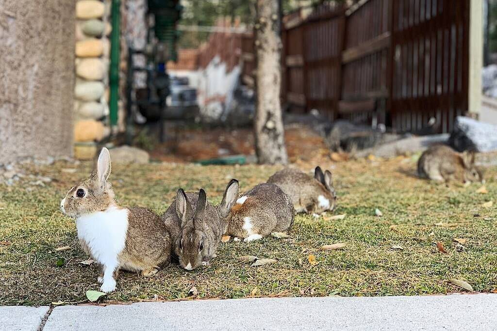 Neu 4 Zi Mountain Retreat mit beheiztem Außenpool und Whirlpool in Canmore, Banff-Nationalpark