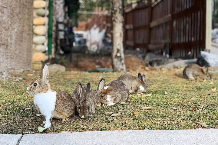 Location de vacances pour 10 personnes, avec jacuzzi et piscine à Canmore - 4