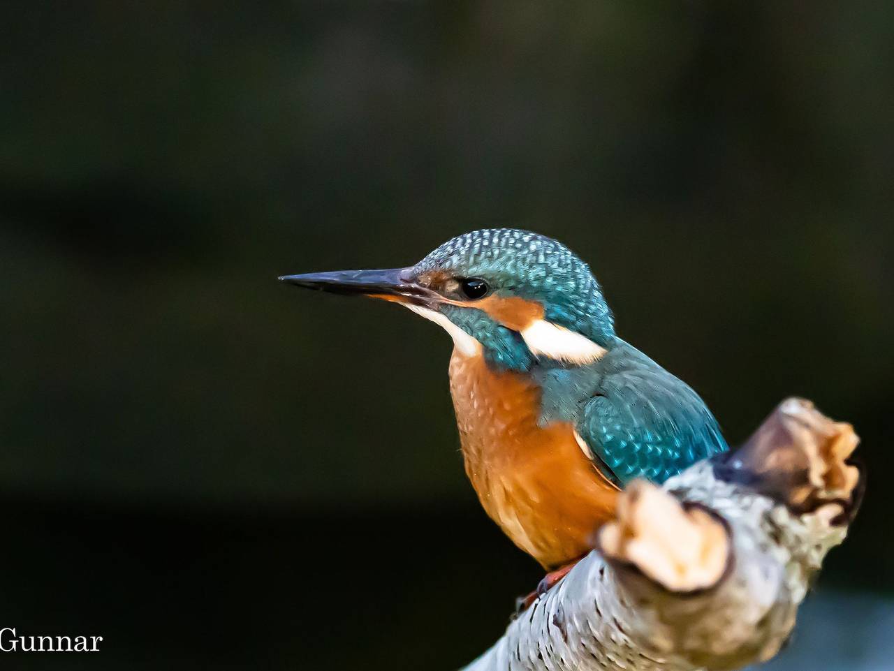 Ferienhaus Nossentiner Heide - Ferienhaus Ellie in Hohen Wangelin, Mecklenburgische Seenplatte