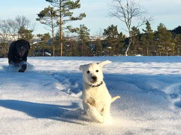 Feriehus til 15 Personer i Nissedal , Vestfold og Telemark, Bilde 3
