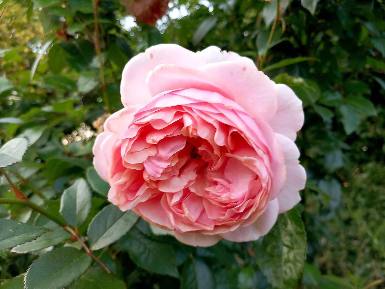 Ganze Ferienwohnung, Adlershof Carolinensiel - Ferienwohnung im Erdgeschoss in Carolinensiel-Harlesiel, Wittmund