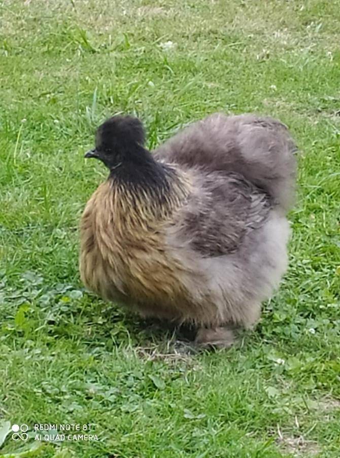 Location de vacances pour 2 personnes, avec jardin et vue, animaux acceptés dans Montval-sur-Loir - 3