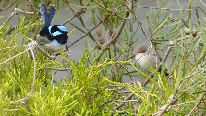 Holiday home for 8 people, with terrace and garden in Grampians