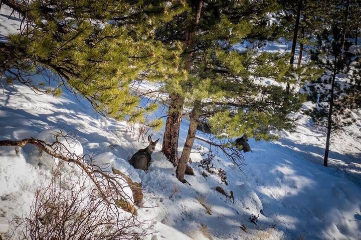 Glamping for 4 people, with yard and balcony in Estes Park