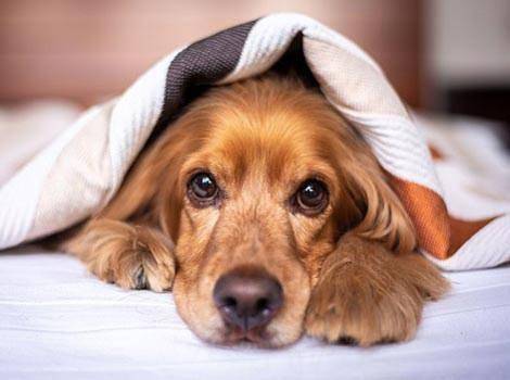 Gîte pour 6 personnes, animaux acceptés à Matera - 2