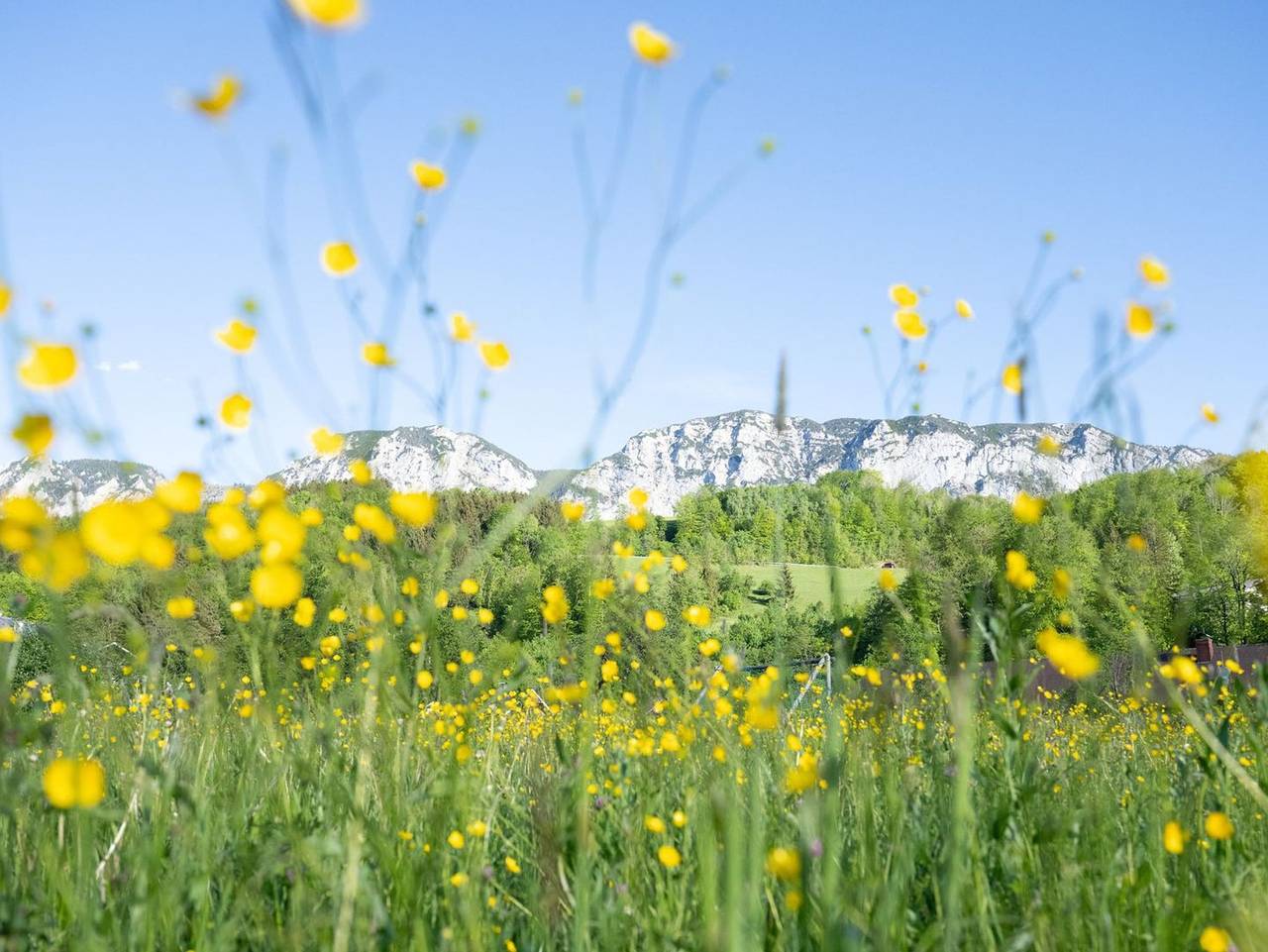 Ganze Ferienwohnung, Hanslmann - Ferienwohnung 9 in Seefeld (Oberösterreich), Steinbach am Attersee