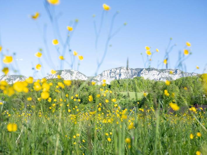 Ferienwohnung für 4 Personen, mit Balkon und Seeblick sowie Garten in Steinbach am Attersee - 3