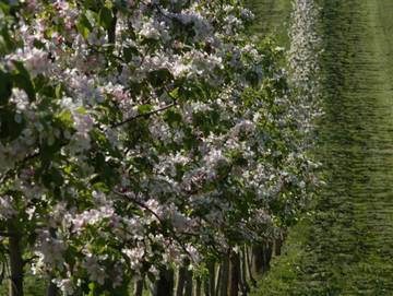 Ferienwohnung für 6 Personen in Bodnegg, Württembergisches Allgäu, Bild 3