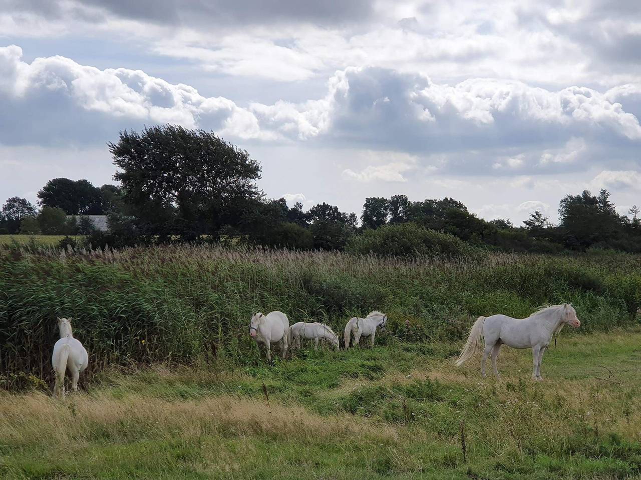 Maison de vacances pour 12 a Nordborg in Nordborg, Petit Belt