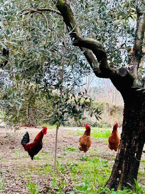 Location de vacances pour 6 personnes, avec vue et jardin à Serrungarina - 2