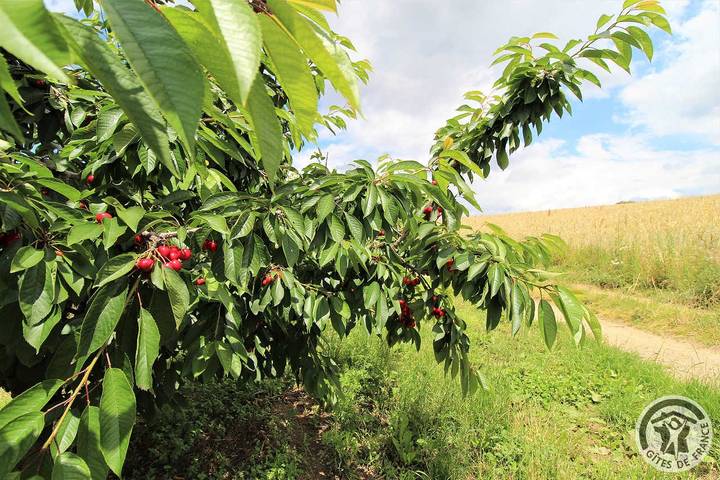 Gîte pour 6 personnes, avec terrasse dans Rhône - 2