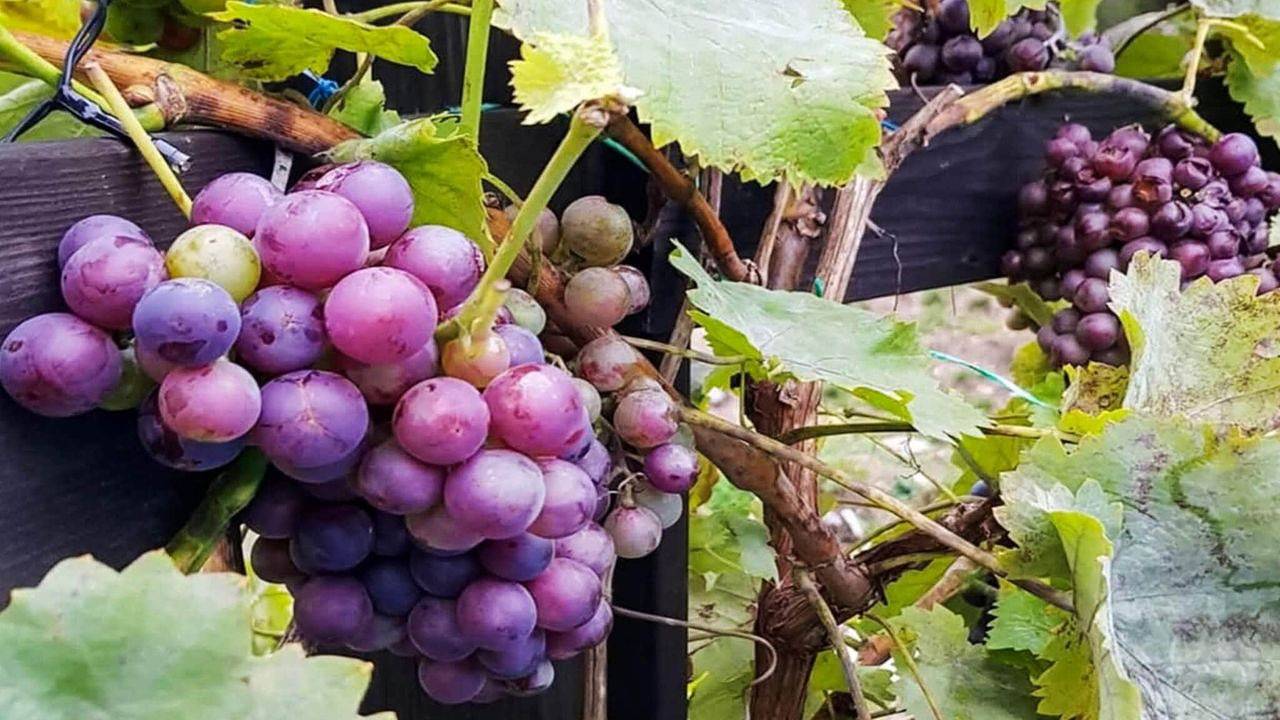 Ferienhaus für 4 Personen (45 m²) in Ingarö in Artipelag, Stockholmer Schärengarten