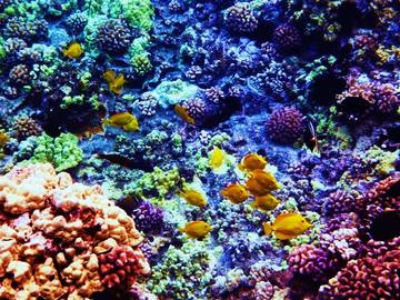 Villa for 8 Guests in Wailea, Maui, Picture 3