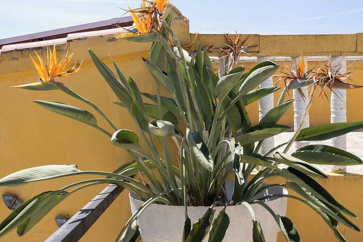 Casa Rosa: Long-term Living & Workspace in Torrent, Provincia di Valencia