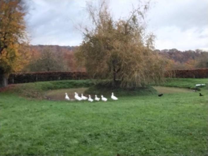 Gîte pour 6 personnes, avec vue et jardin à Saint-Eustache-la-Forêt - 3