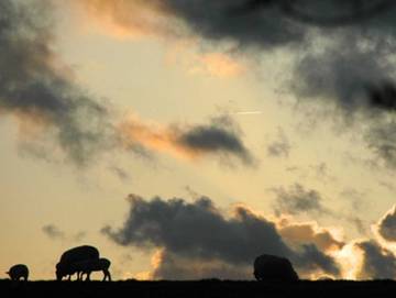 Ferienhaus für 4 Personen in Jemgum, Südliche Nordseeküste, Bild 4