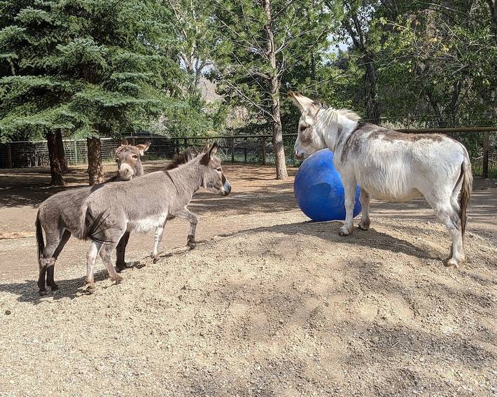 Bed and breakfast for 2 people, with yard in Idaho