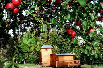 Gîte pour 4 personnes, avec jardin, animaux acceptés dans Radon