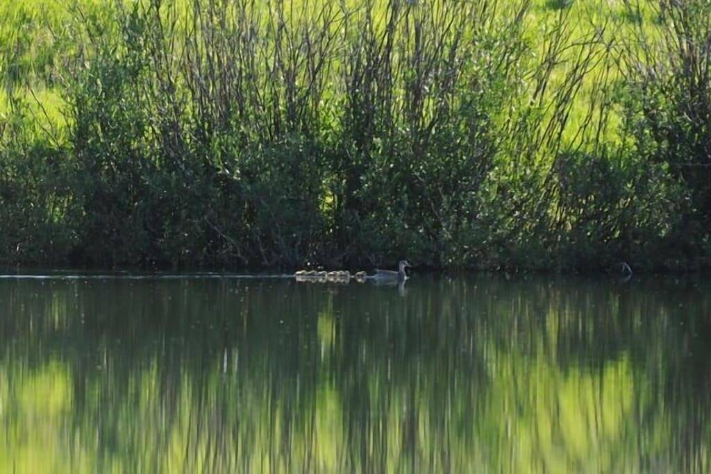 Gemütliche Hütte mit Teich, privater Ski- / Wanderweg in Big Sky, Custer Gallatin Nationalwald