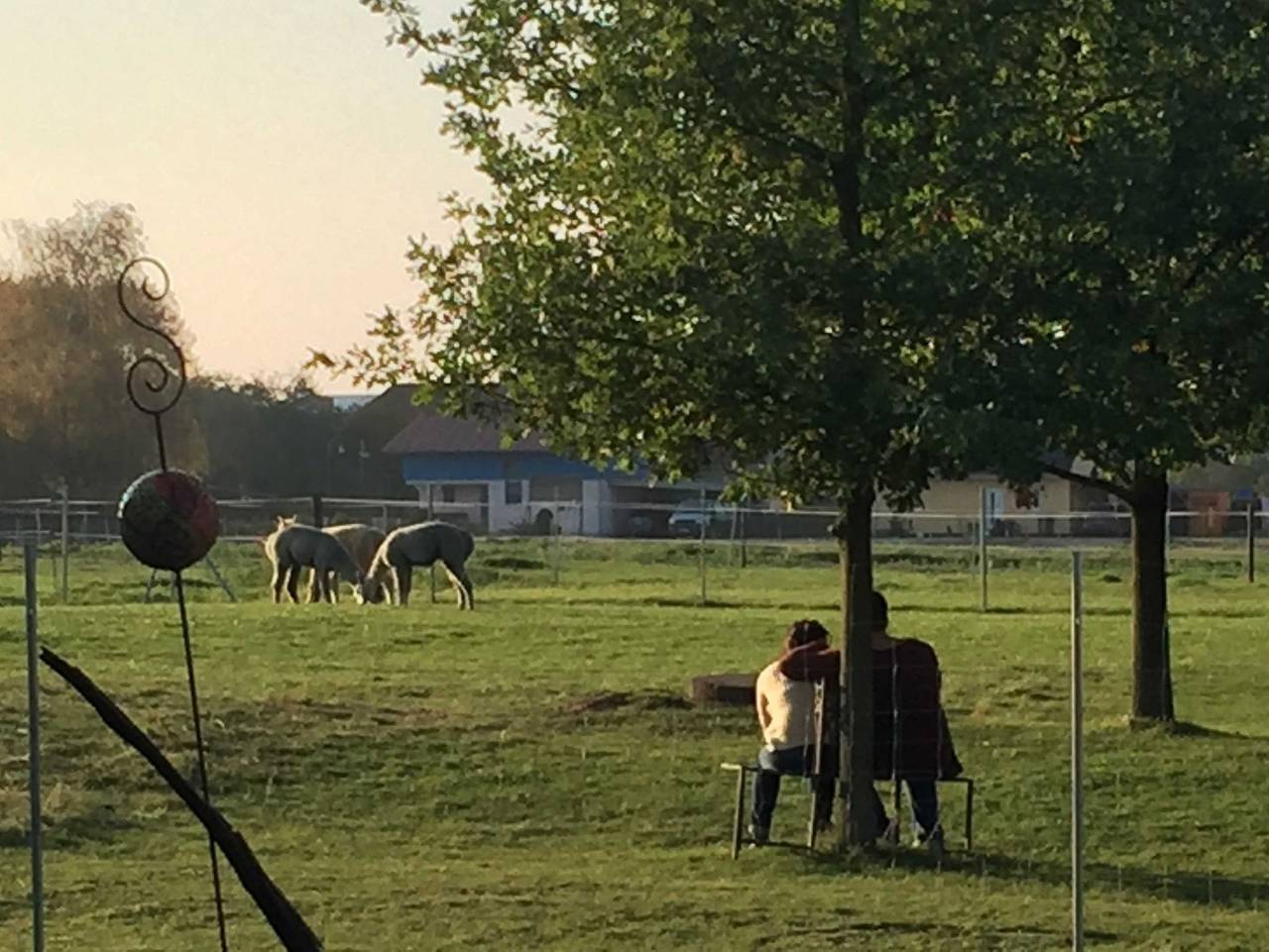 Ganze Ferienwohnung, Ferienwohnung Fleesensee Alpakas - Ferienwohnung Fleesensee Alpaka in Penkow, Fleesensee