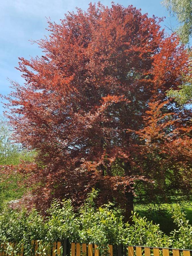 Location de vacances pour 4 personnes, avec jardin et jacuzzi à San Giovanni in Fiore - 4