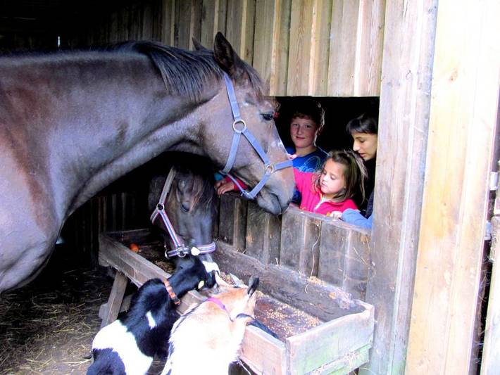 Bauernhof für 6 Personen, mit Garten und Balkon in Dithmarschen - 4
