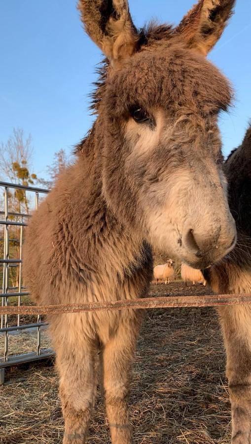 Location de vacances pour 3 personnes, avec jardin ainsi que piscine et vue à Cholet - 3