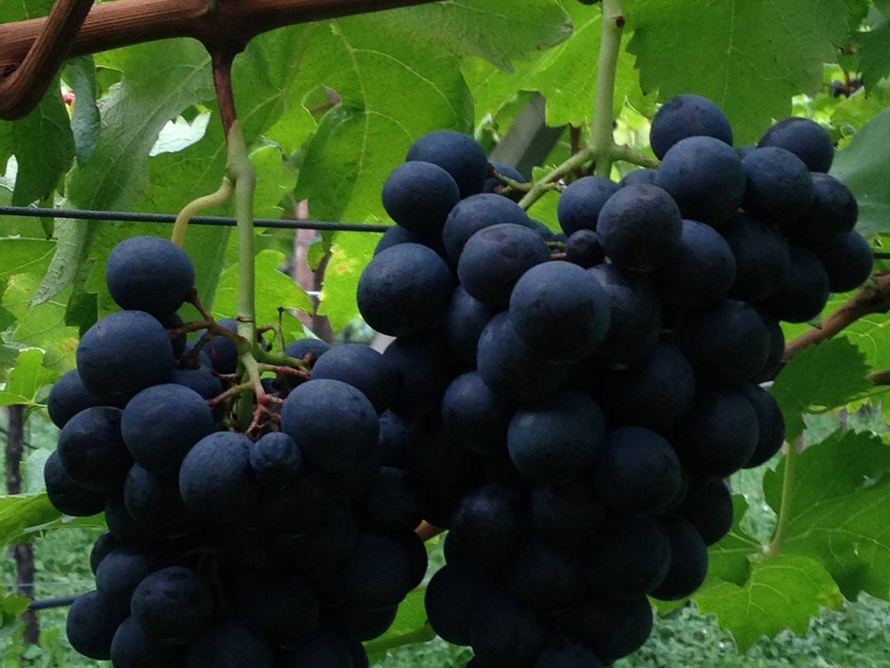 Ganze Wohnung, Ansitz Bernard - Ferienwohnung in Kalterer See, Kaltern an der Weinstraße