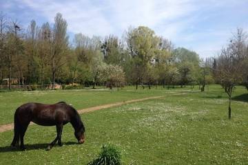 Gîte pour 2 personnes, avec jardin et terrasse, animaux acceptés à Montigny-sur-Loing