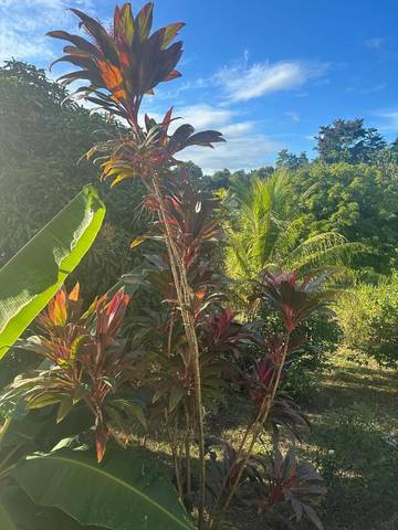Gîte pour 4 personnes, avec balcon dans Plage du Rocroy