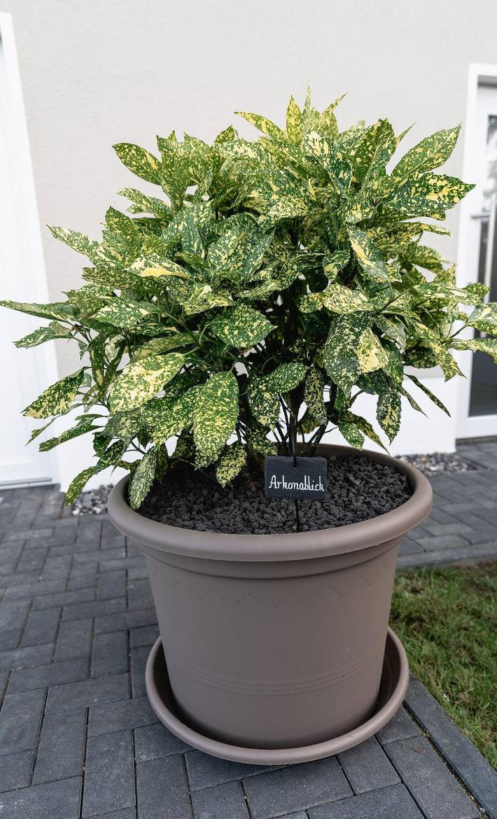 Ferienwohnung für 5 Personen, mit Terrasse und Garten in Nord - Rügen - 4