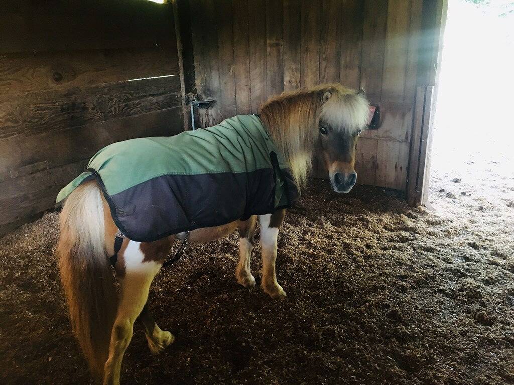 Bunkhouse Retreat in der Minto-Brown-Insel Salem Oregon in Salem (OR), Willamette Valley