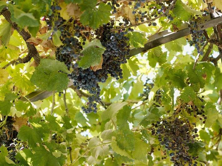 Chambre d’hôte pour 3 personnes, avec bassin pour enfant et jardin ainsi que vue et piscine, animaux acceptés à Saint-Rémy-de-Provence - 4