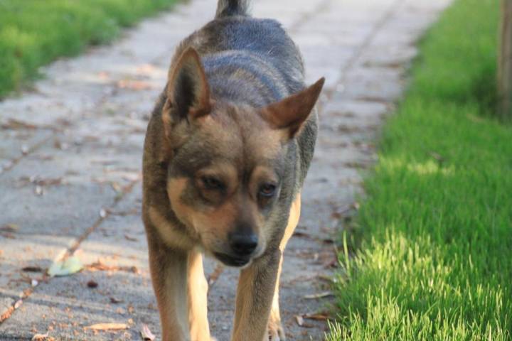 Location de vacances pour 2 personnes, avec piscine et jardin, animaux acceptés à Sorrento - 2