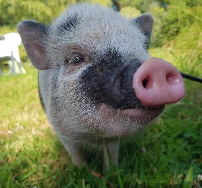Location de vacances pour 2 personnes, avec sauna et piscine ainsi que jardin et jacuzzi, adapté aux familles à Landévant - 2