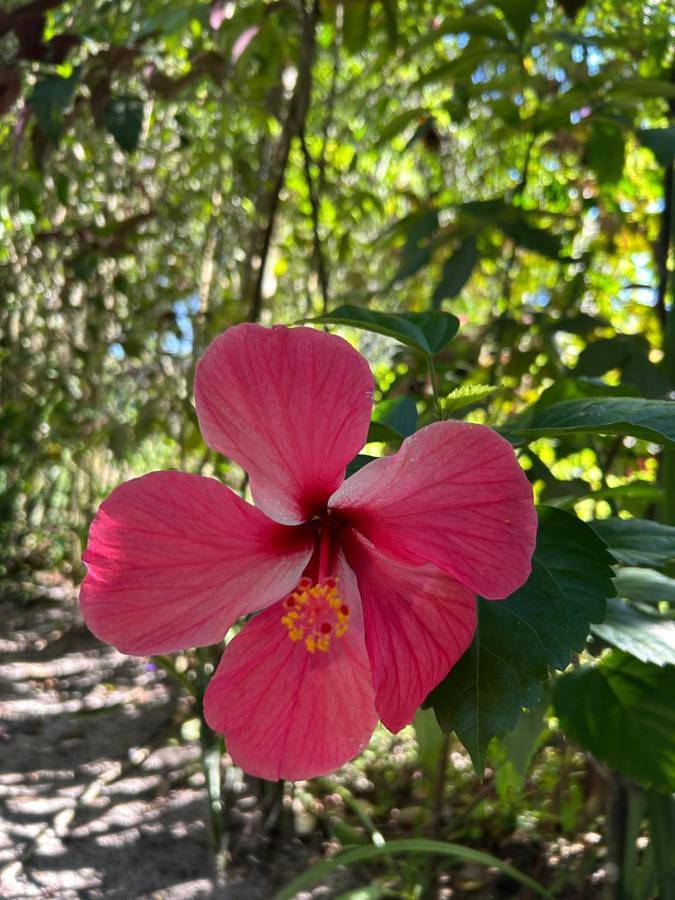 Chambre d’hôte pour 2 personnes, avec vue et jardin ainsi que bassin pour enfant et piscine à Trancoso - 2
