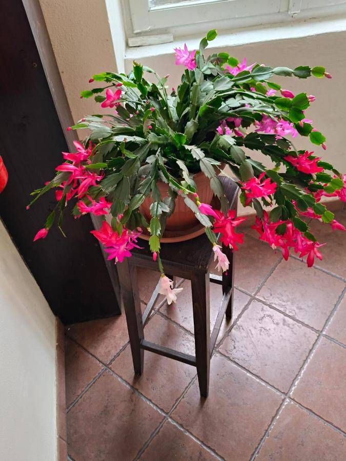 Gîte pour 3 personnes, avec terrasse ainsi que vue sur le lac et vue à Gravedona - 2