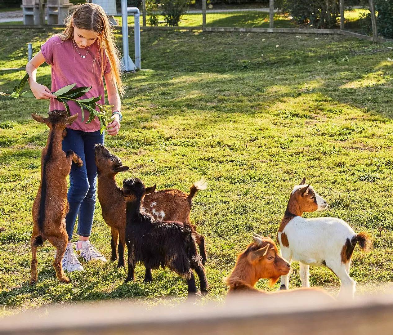 Mobil-Home Comfort 3 Rooms 4 People + Tv in Monterblanc, Regional Natural Park of the Golfe du Morbihan