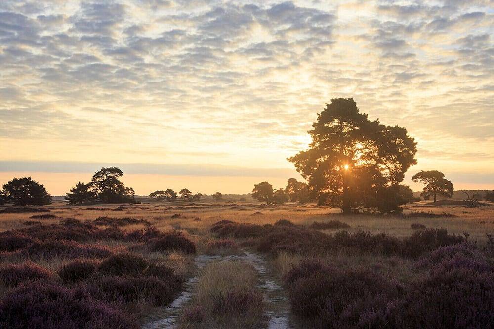 Boshuis Haen | Luxe vakantiehuis op de Veluwe in Ermelo, Veluwe
