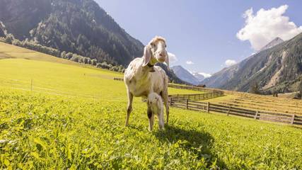 Bauernhof für 2 Personen in Neustift im Stubaital, Stubaital, Bild 2