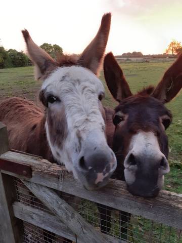 Glamping for 2 People in Wiltshire, South West England, Photo 4