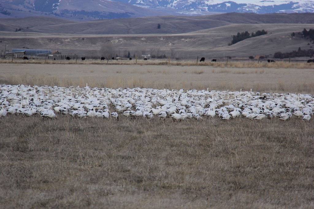 Spacious Ranch House in Granite County