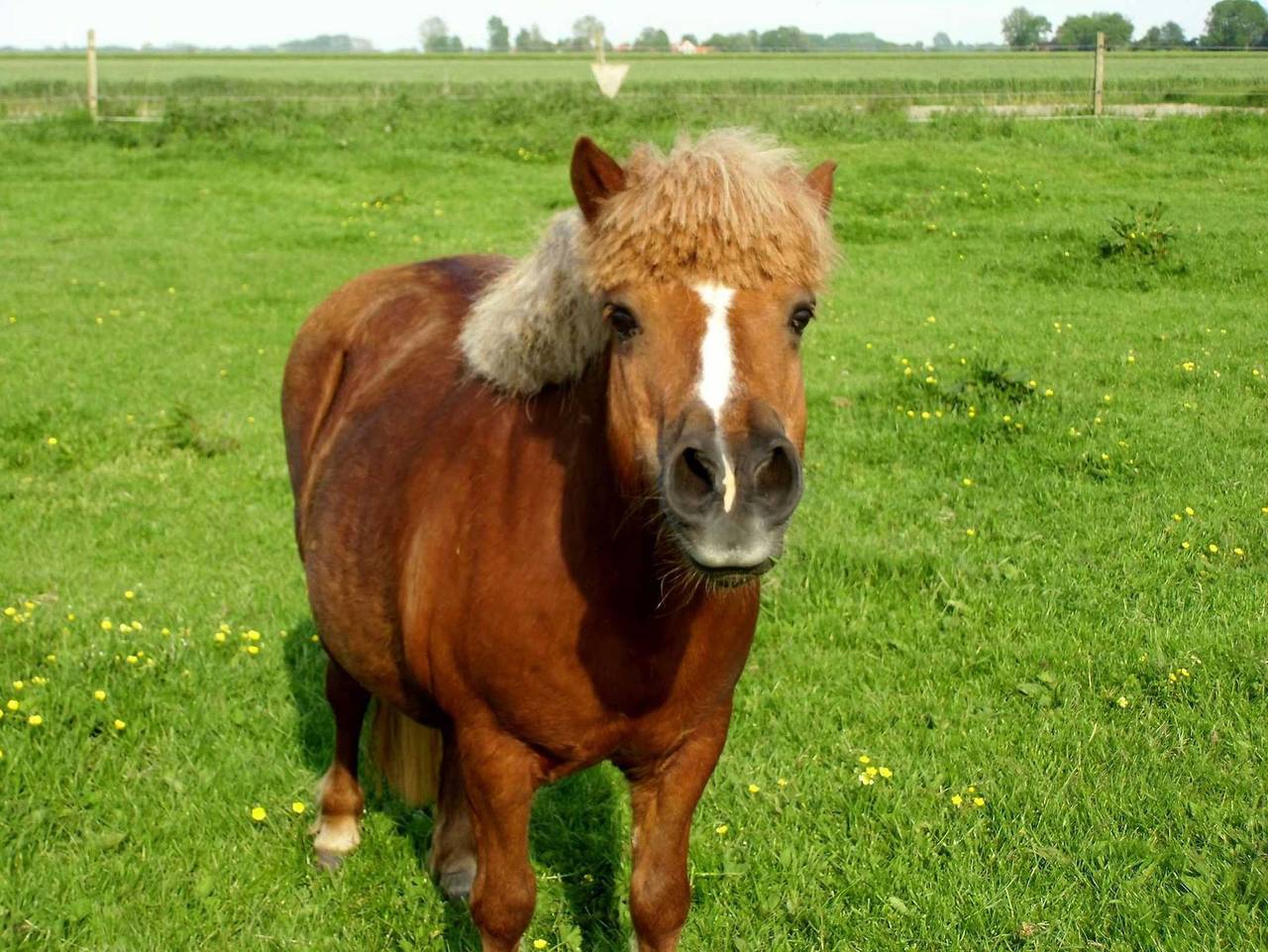 Adlershof - Ferienwohnung 1 in Wittmund, Nordseeküste
