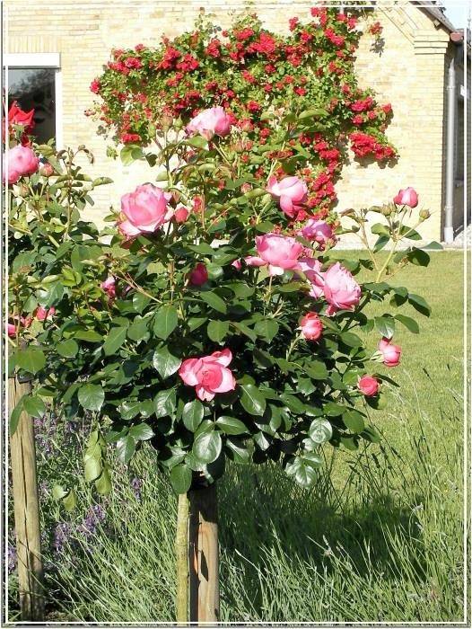 Ferienwohnung für 4 Personen, mit Terrasse und Garten in Dellstedt - 3
