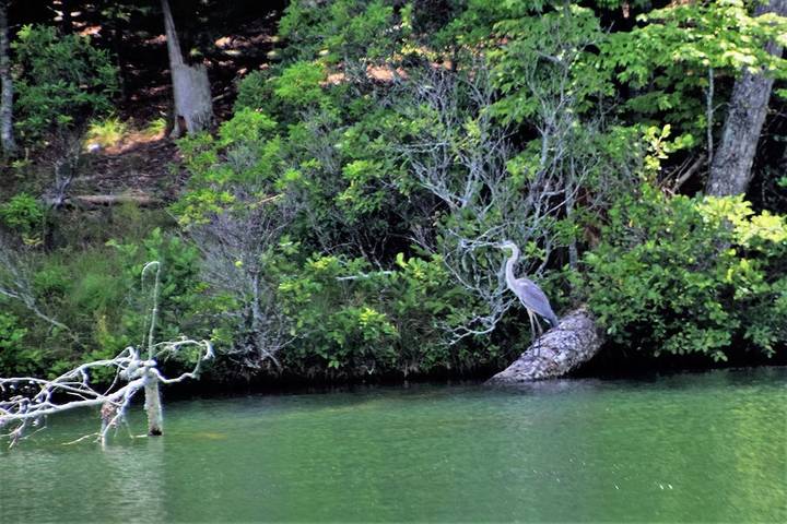 Vacation rental for 8 people, with pool and terrace, with pets in Big Canoe