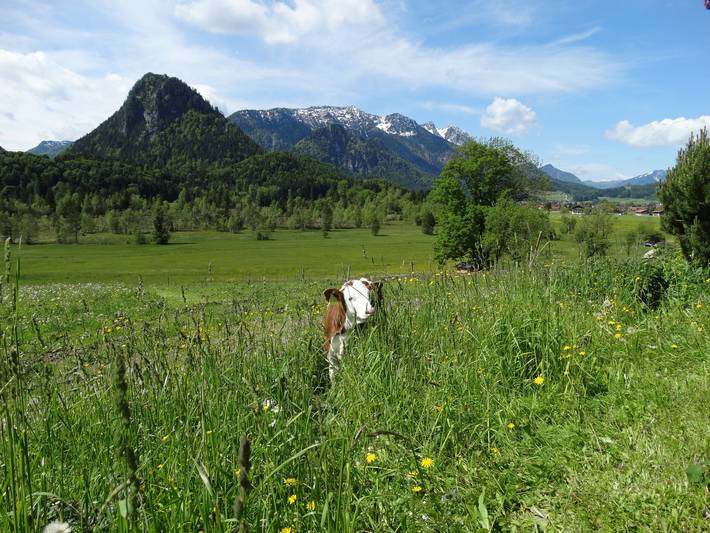 Buchschlöglhof - Chiemgau Karte - Ferienwohnung Arnika für 2-3 Personen, 1 separates Schlafzimmer, 45 m² in Inzell, Bayerische Alpen