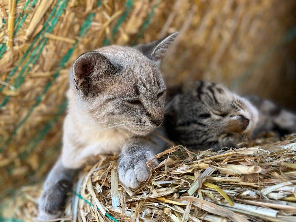 Reiterhof Lausen - Strohboden in Stangheck, Schleswig-Flensburg