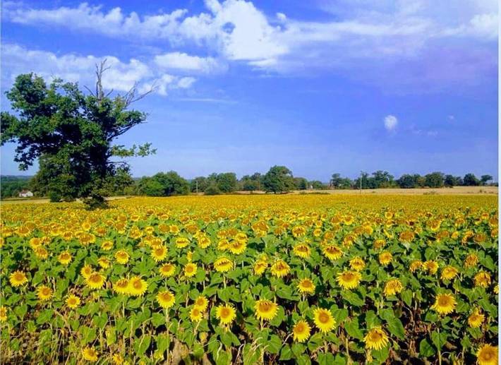 Location de vacances pour 3 personnes, avec jardin ainsi que terrasse et vue à Mailhac-sur-Benaize - 4