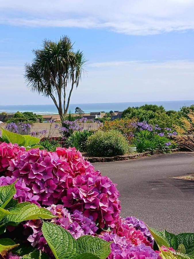 Les hortensias de papy in Plozévet, Côte de Cornouaille
